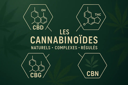 Que sont les cannabinoïdes ? Définition, familles et cadre légal