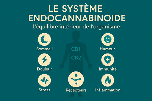 Système endocannabinoïde (SEC) : fonctionnement, récepteurs CB1-CB2 et lien avec le CBD