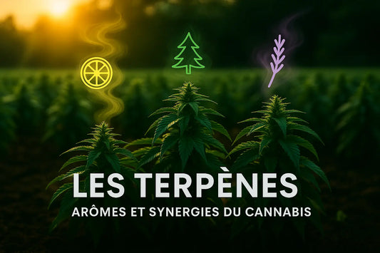 Terpènes : définition, effets et lien avec le cannabis