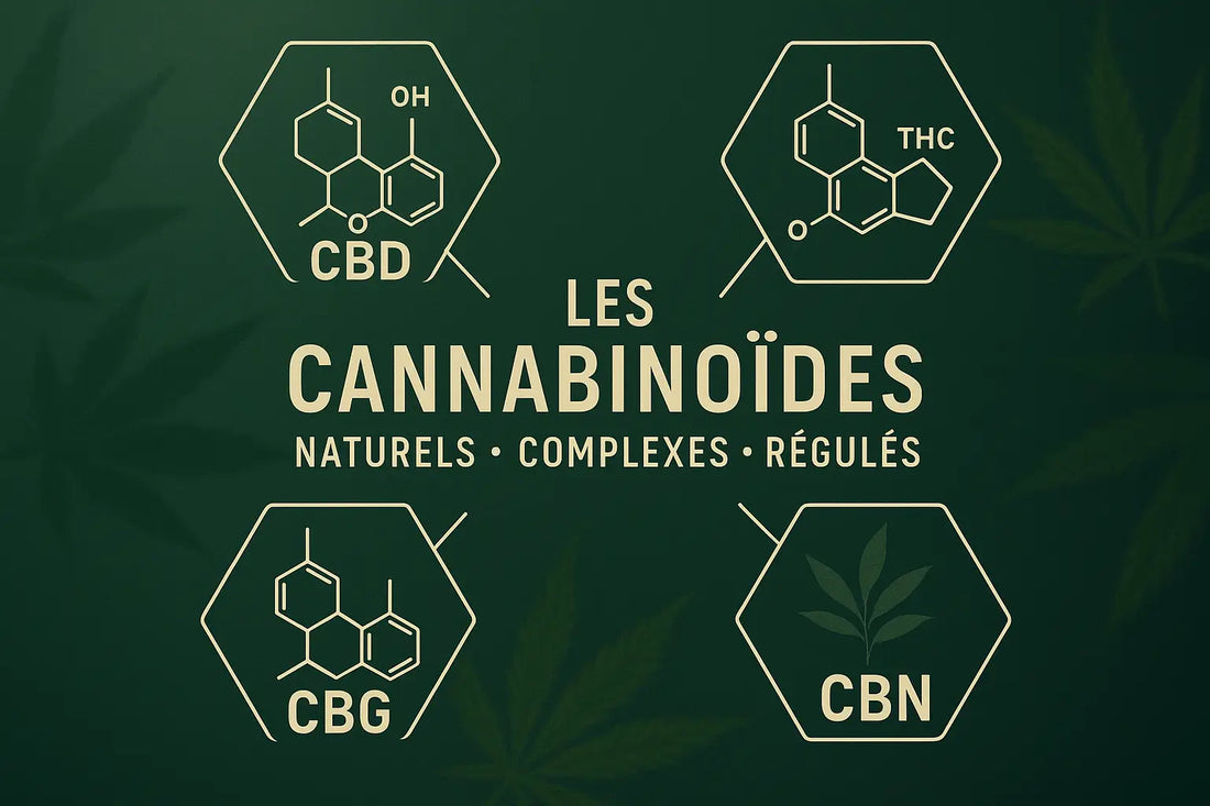 Que sont les cannabinoïdes : définition, effets, puissance