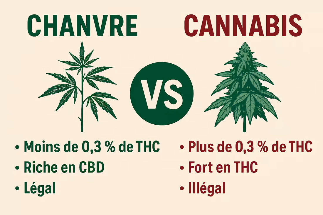 Chanvre et cannabis : la nuance exacte qui change tout