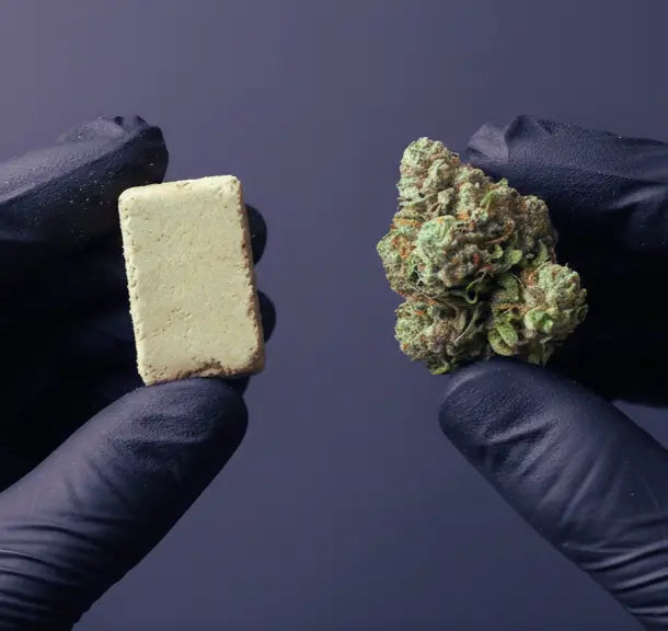 Fleur ou résine CBD : quel choix pour un effet puissant ?