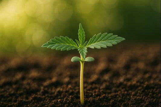 Pousse du cannabis : maîtriser les étapes clés du cycle