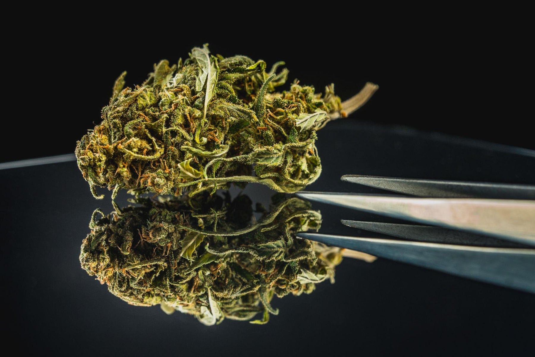 Pourquoi choisir HighBud ?